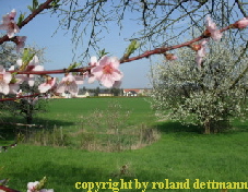Sermuth 24